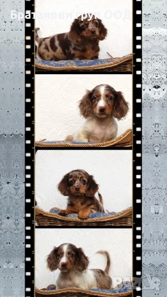 Дългокосмести Дакели , снимка 1