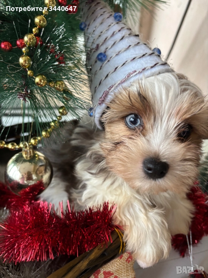 Мъжко йорки, снимка 1