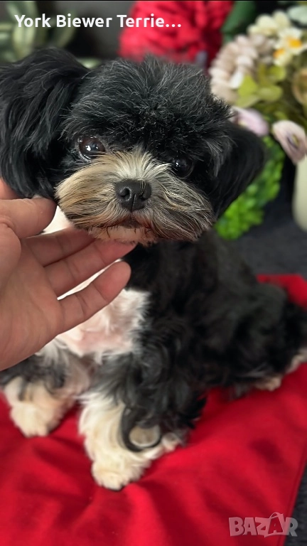 Йорк, мини момиче на 2,5 години! Кастрирана!, снимка 1