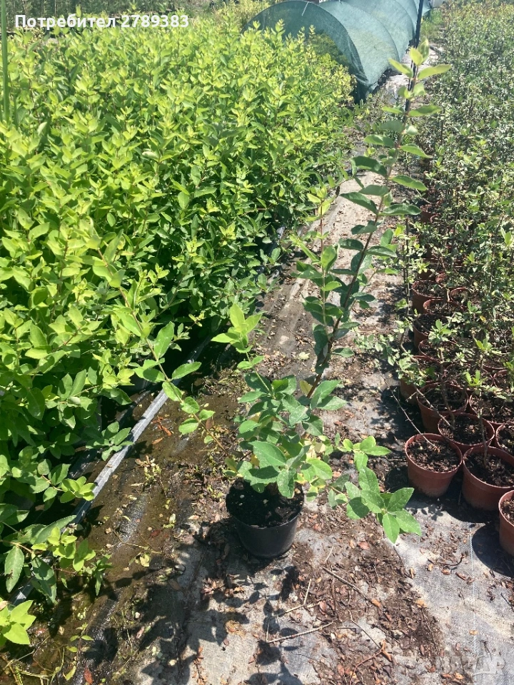 5 вида американски боровинки, снимка 1