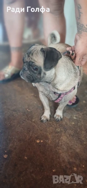 Малки мопсчета – чистокръвни, готови за нов дом!, снимка 1