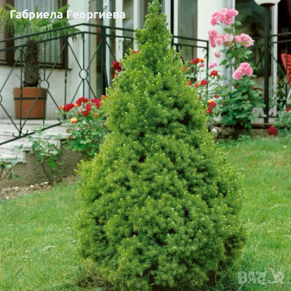 Коника , снимка 1