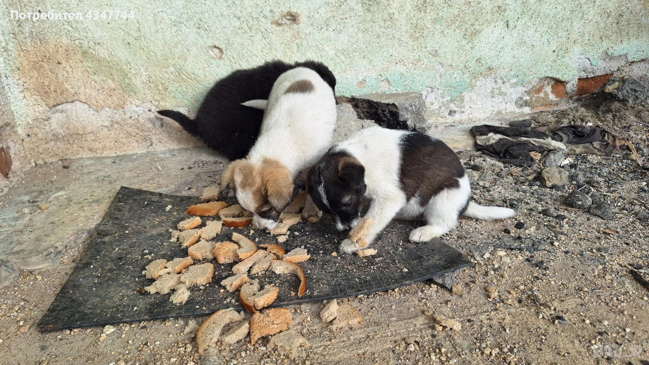Подаряват се 6 малки кученца. , снимка 1