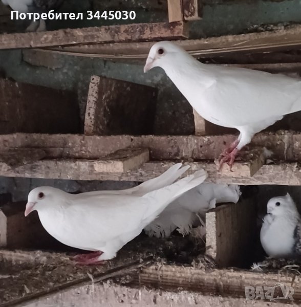 Продавам бели пощенски, снимка 1