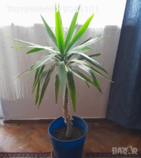 Юка, снимка 1