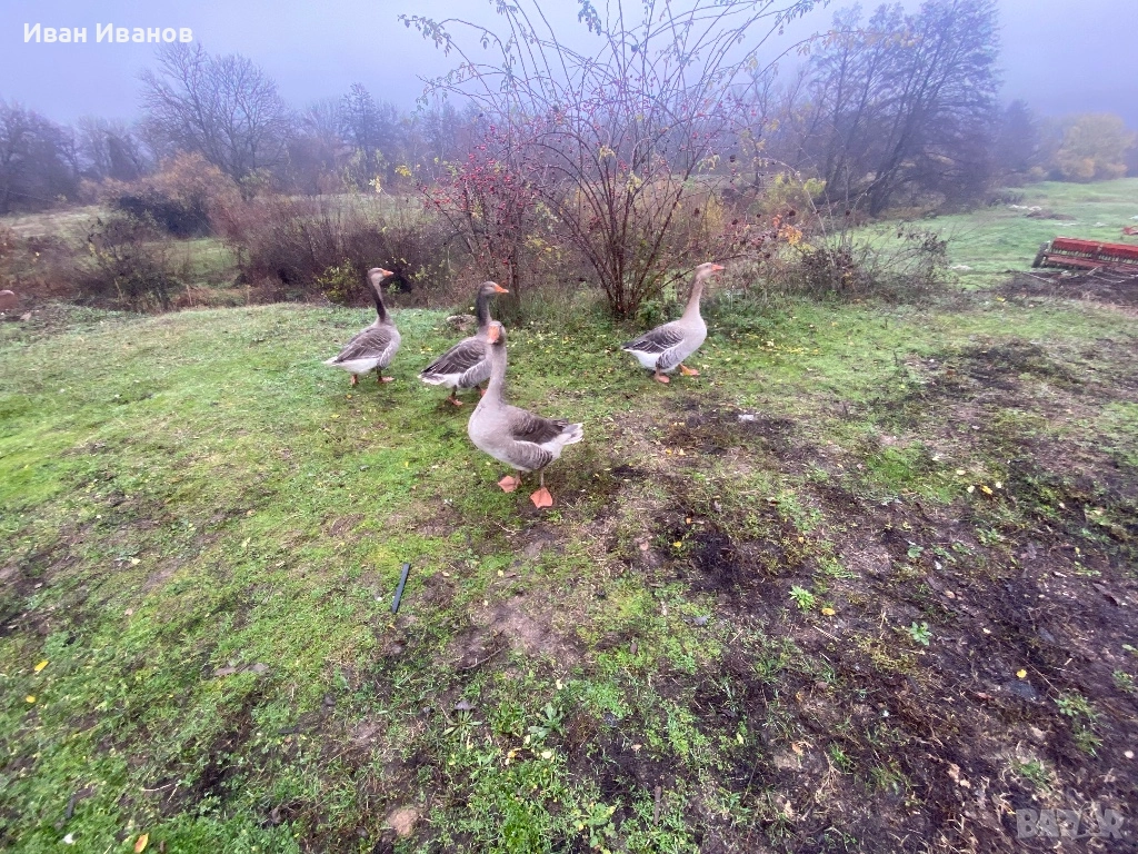 Гъски , снимка 1