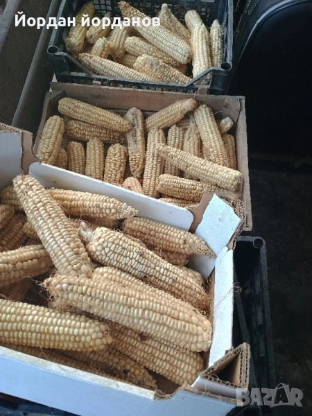 продавам бяла царевица , снимка 1