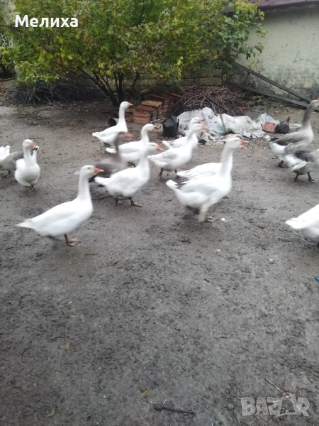 гъски, снимка 1