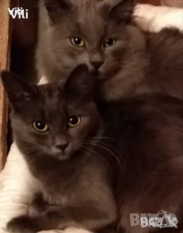 Синя Руска Перла -" Arkhangelsk "- / Nibelungs /., снимка 3 - Руска синя котка - 47860028