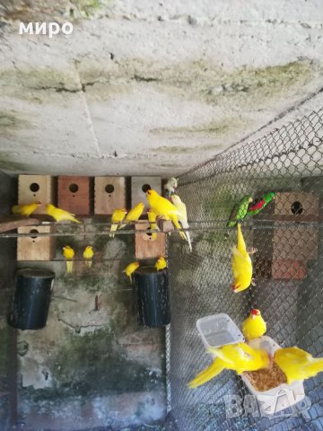 Различни видове папагали, Ферма " Meshi i Sie" , снимка 8 - Папагали - 33912948