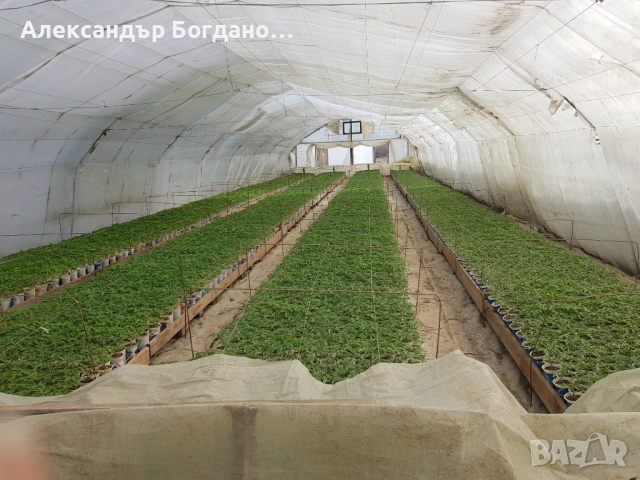 Продавам качествен разсад домати и краставици, от дългогодишен производител! 