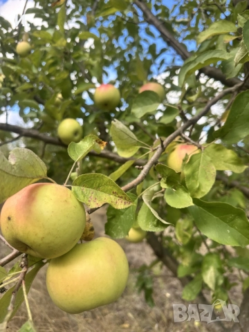 Продавам Ябълки, снимка 6 - Домашни продукти - 56267088