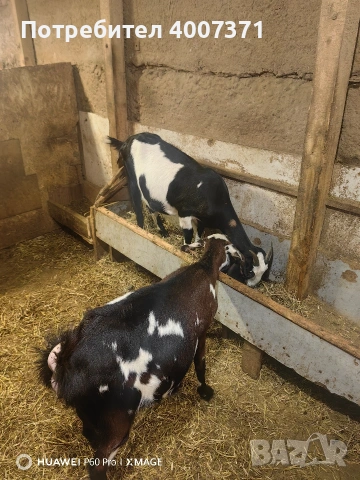 Продавам 2 кози, снимка 6 - Кози - 53029727