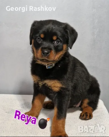 Ротвайлер , снимка 1