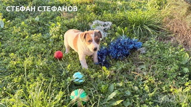 Джак Ръсел , снимка 12 - Джак ръсел териер - 52917744