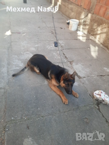 Немска овчарка ЧИСТОКРЪВНА