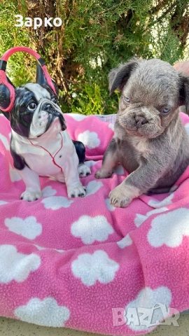 Френски булдог, снимка 9 - Френски булдог - 51950911
