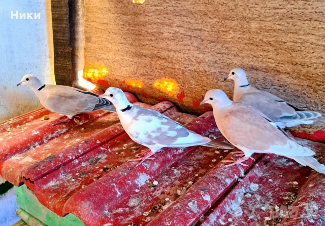 Две двойки  скумрийки , снимка 3 - Гълъби - 52848287