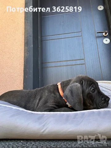 Кане Корсо - Cane Corso кученца, снимка 4 - Кане корсо - 55834113