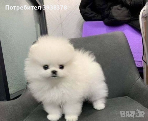 Mini pomeran, снимка 4 - Померан - 52636480