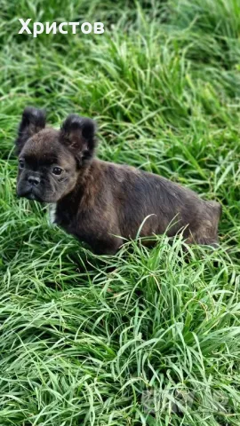 Женски Флуфита френски булдог бебета, снимка 6 - Френски булдог - 49444201