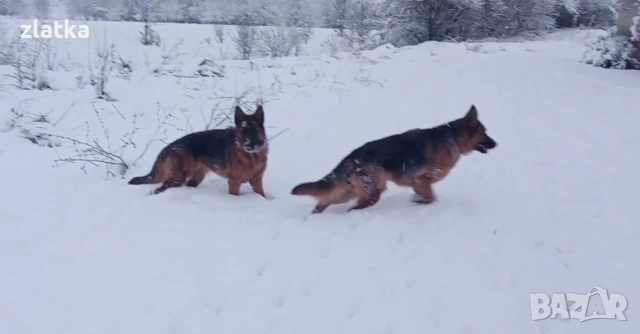 Продавам немска овчарка