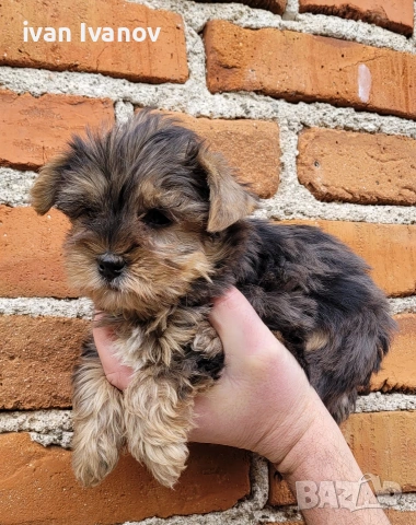 Йоркширски териер мини-мерле!!!, снимка 4 - Йоркширски териер - 53060345