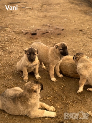 Кангал /Кангалчета, малки 