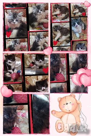  Ваксинирани персийски дългокосмести многоцветни котки,ЕС паспорт,микрочип домашни принцове любимци!, снимка 15 - Персийска - 37675567