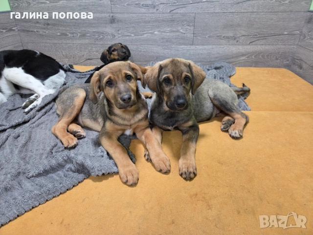 Търся стопани на кученца, снимка 2 - Други - 53074703