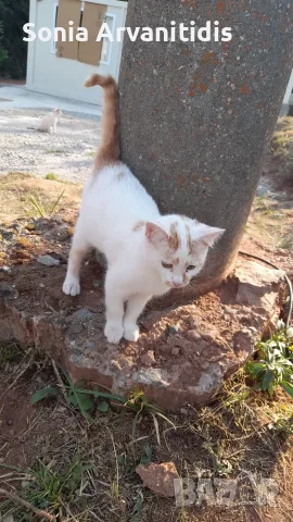 Котета 6 бр. На 2 м., снимка 4 - За котки - 55966018