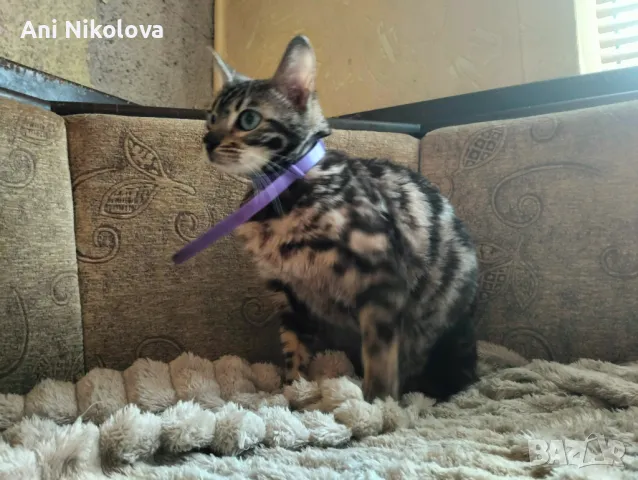 Бенгалска котка