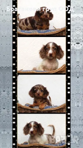 Дългокосмести Дакели 