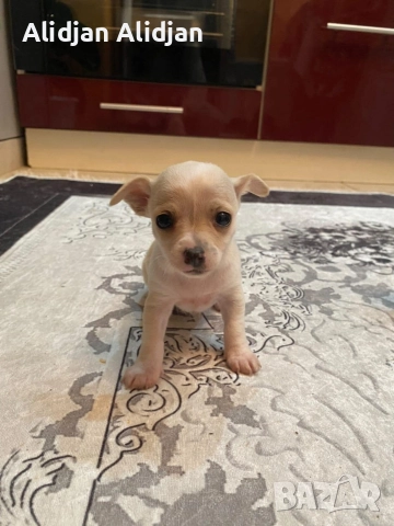 Продават се Чихуахуа и Пинчери, снимка 12 - Чихуахуа - 52679347