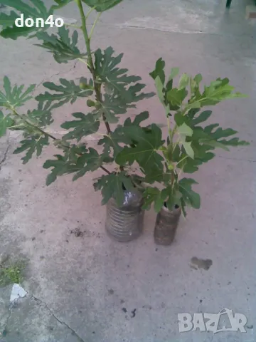 смокини , снимка 2 - Градински цветя и растения - 46435453