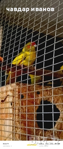 вълнисти папагали, какарики , снимка 13 - Папагали - 52411146