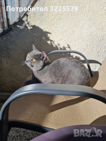 Британец за разплод, снимка 4 - Търси партньор - 51956362