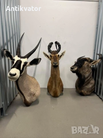 Трофей от Орикс - африка