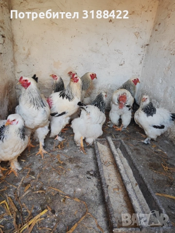 Колумбийска брама