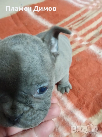 френски булдог 4 момчета и 2 момичета , снимка 18 - Френски булдог - 54026317