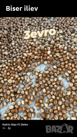 продавам орехи на черупка на ядка и на зелено , снимка 2 - Домашни продукти - 55790117