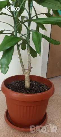 Палма Драцена - 170 см , снимка 3 - Стайни растения - 49345227