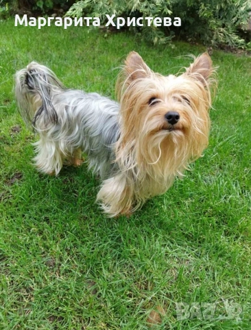 Йоркширски териер , снимка 10 - Йоркширски териер - 52850982
