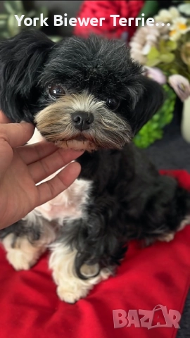 Йорк, мини момиче на 2,5 години! Кастрирана!
