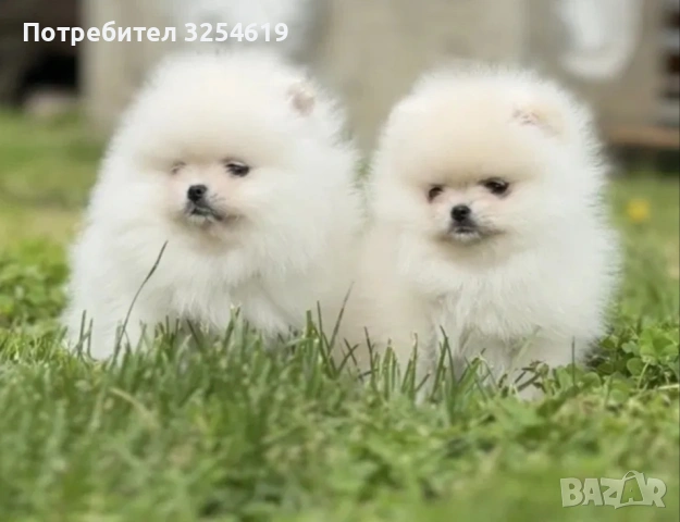 Померан и малък шпиц