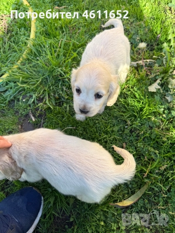 кокерчета, снимка 14 - Шпаньоли - 52281572