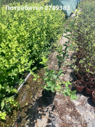 5 вида американски боровинки