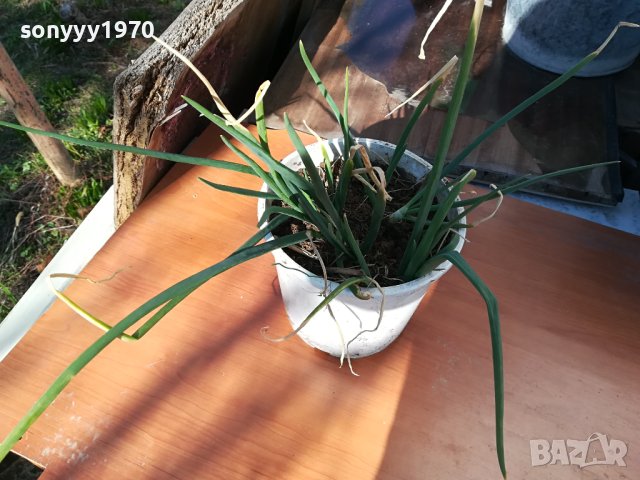 ЛУК ЗАСАДЕН В САКСИЯ-ЗА САЛАТАТА ЗА ДЕКОР ИЛИ ДР 1802241006, снимка 7 - Стайни растения - 44349132