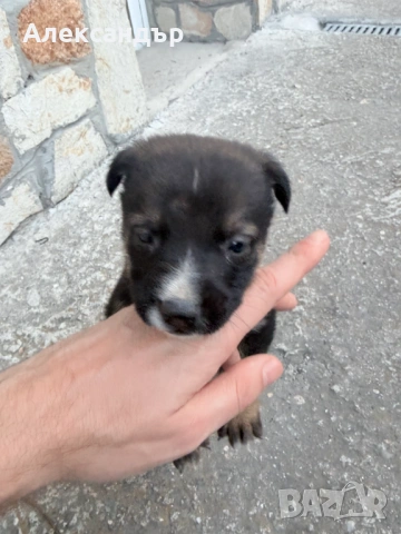 Подарявам мъжко кученце на около месец, снимка 4 - Други - 54114271