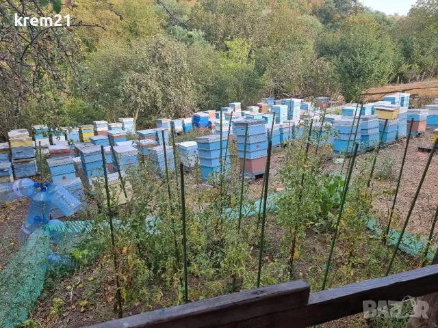 Пчелен Мед , снимка 8 - Пчелни продукти - 48728147